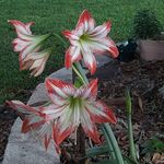 Denise Durham - @denisecdurhamyahoo.com_ - Instagram