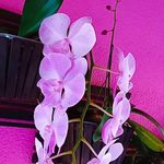 Denise Dyson - @denise.kirschke.5 - Instagram