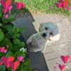 Denise Engels Henock - @denise.engels.hen - TikTok