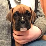 Denise Farmer - @rubyboxer2020 - Instagram