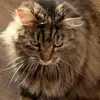 DeniseFell - @denisefell - TikTok