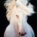 Denise Finney Fine Equestrian Art - Facebook