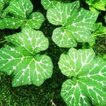 Denise Fleckenstein - @epicleonrock - Instagram