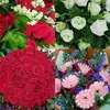 deniseflowers - @deniseflowers74 - TikTok