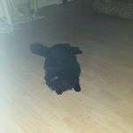 Denise Fordham - @denisecatlady63 - Instagram