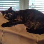 Denise Morris Frederick - @mikas.mom - Instagram