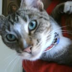 Denise Frith - @denithecat - Instagram
