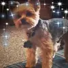 Charlie - @denisefulton5 - TikTok