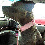 Denise fultz - @abowlofbrains - Instagram