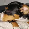 hallo - @denisegabel7 - TikTok