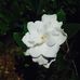 Denise Gilmore - Facebook