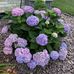 Denise Goad - Facebook