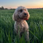 Denise Gorman - @gosling1960 - Instagram