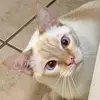 Kitty chaos - @deniseglessner - TikTok