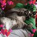 Denise Grillo - Facebook