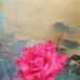 Denise Grillo - Facebook
