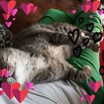 Denise Grillo - @denigrillo79 - Instagram