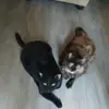 denisehamlin26 - @denisehamlin26 - TikTok