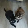 denisehamlin5 - @denisehamlin5 - TikTok