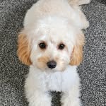 Denise Hammill - @denise.hammill - Instagram