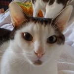 Denise Von Hausen - @hausendenise - Instagram