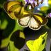 Denise Held - Facebook