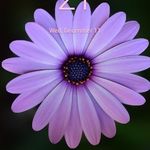 Denise Herrick - @denise.herrick.16 - Instagram