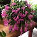 Denise Dunn Honaker - Facebook