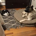 Denise Hyatt-Bogart - @denisebogart - Instagram