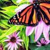 Denise Hyde - Facebook