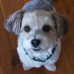 Denise Joiner - @rovertelkennels - Instagram