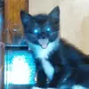 denisekaiser539 - @denisekaiser539 - TikTok