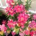 Denise Kessler - Facebook