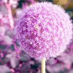Denise Khoo - Facebook