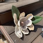 Denise Koss-Funke - Facebook