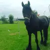 Denise Koster - @denisekoster - TikTok