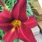 Denise Laforge - Facebook