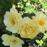 Denise Laforge - @laforge.denise - Instagram