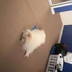 Denise Le - Facebook