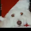 Denise Levesque - @denise.levesque28 - TikTok