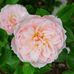Denise Libby - Facebook