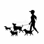 Lilly+Denise+Libby - @woofwalkersforu - Instagram