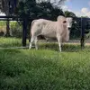 DenisERLINGcespedes - @deniserling - TikTok