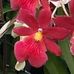 Denise Malm - Facebook