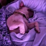Denise Mcclellan - @charlee_has_to_go - Instagram