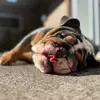 Max the Bulldog & Denise - @denisemcgill - TikTok