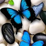 Denise Mecca - @butterfly_love62 - Instagram