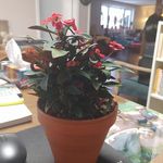 Denise Mercier - @denise.mercier.336 - Instagram