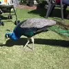 Denise Millard - @dee.bytemagic.6 - TikTok