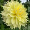 Denise Remillard - @deniseremillard - TikTok